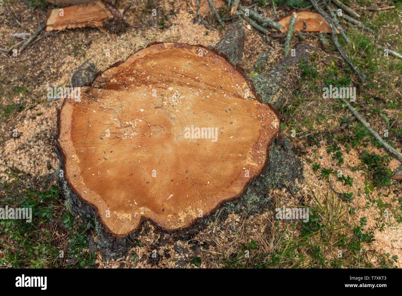 La déforestation contrôlée à l'intérieur d'une forêt italien. Coupe transversale d'un jeune arbre de pin Banque D'Images