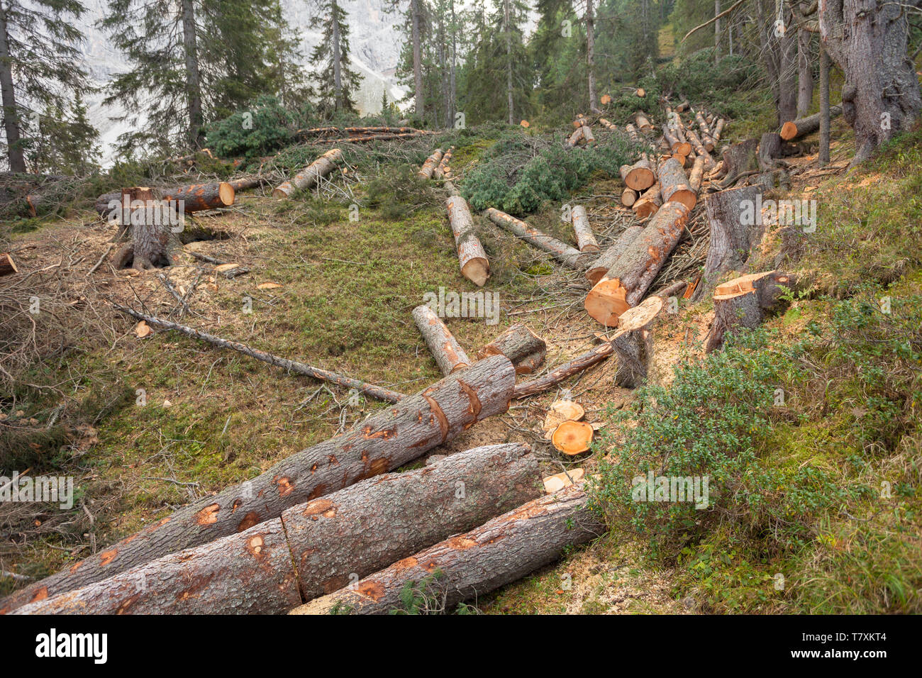 La déforestation contrôlée à l'intérieur d'une forêt italien. Coupe transversale d'un jeune arbre de pin Banque D'Images