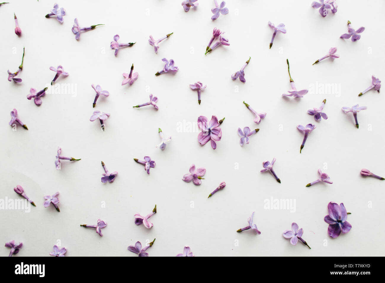 La texture de la fleurs de lilas mauve sur fond blanc Banque D'Images
