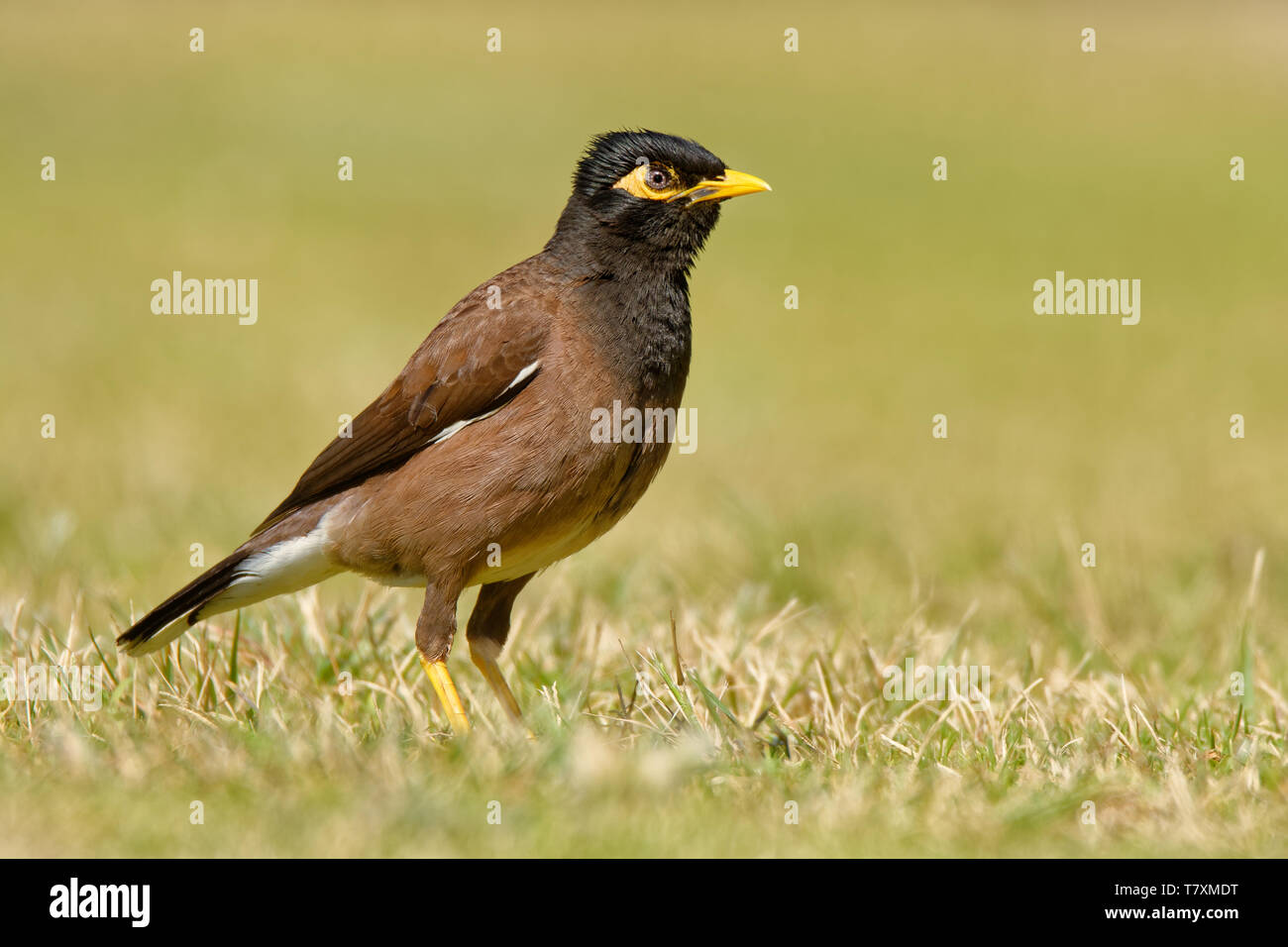 - Acridotheres tristis Common Myna ou Indian myna , parfois orthographié mynah,membre de la famille des Fringillidae (étourneaux et mynas) pour dire que, originaire de l'Asie, Banque D'Images