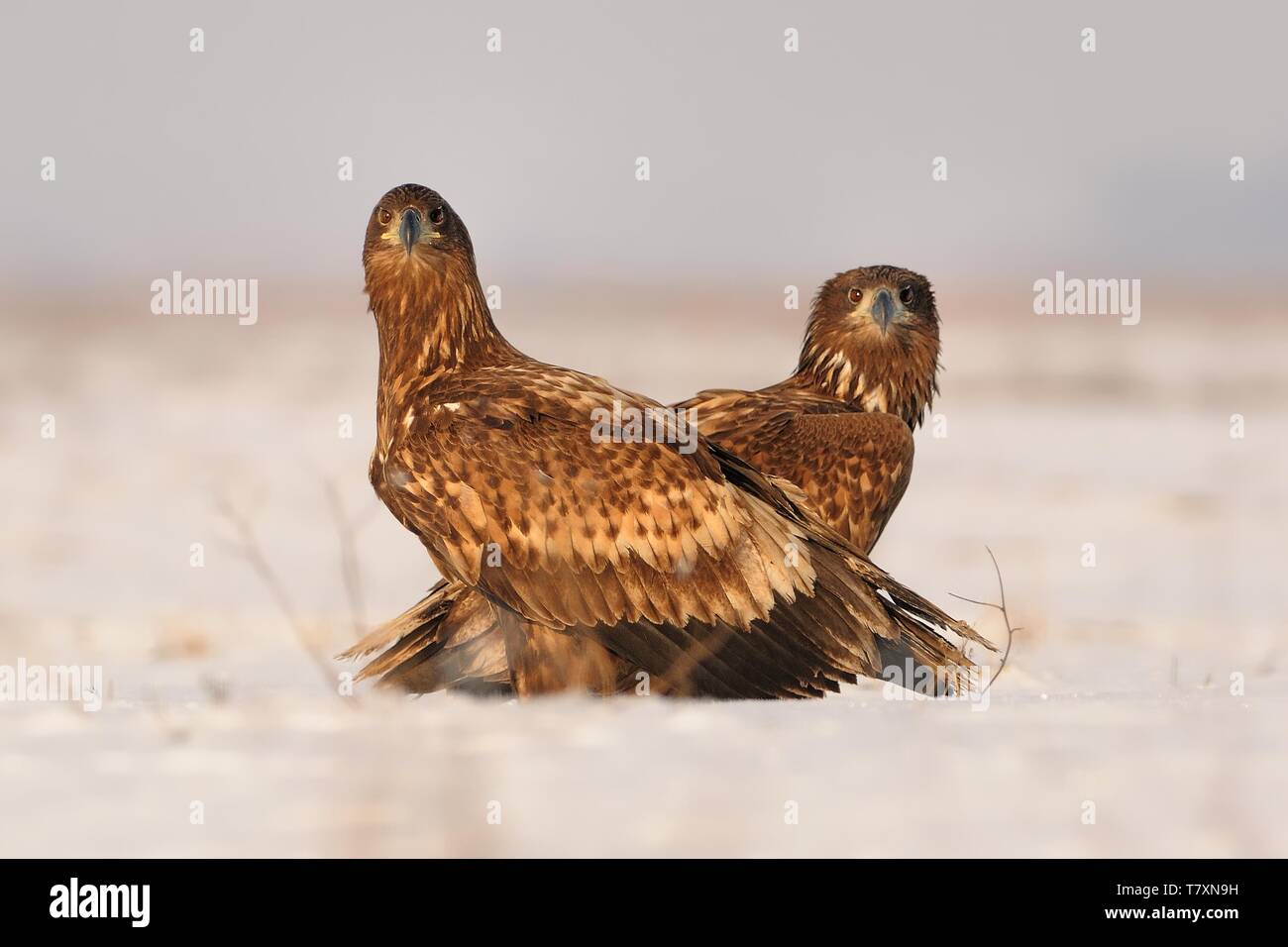 Pygargue à queue blanche - Haliaeetus albicilla deux aigles dans la puszta au cours de l'hiver Banque D'Images