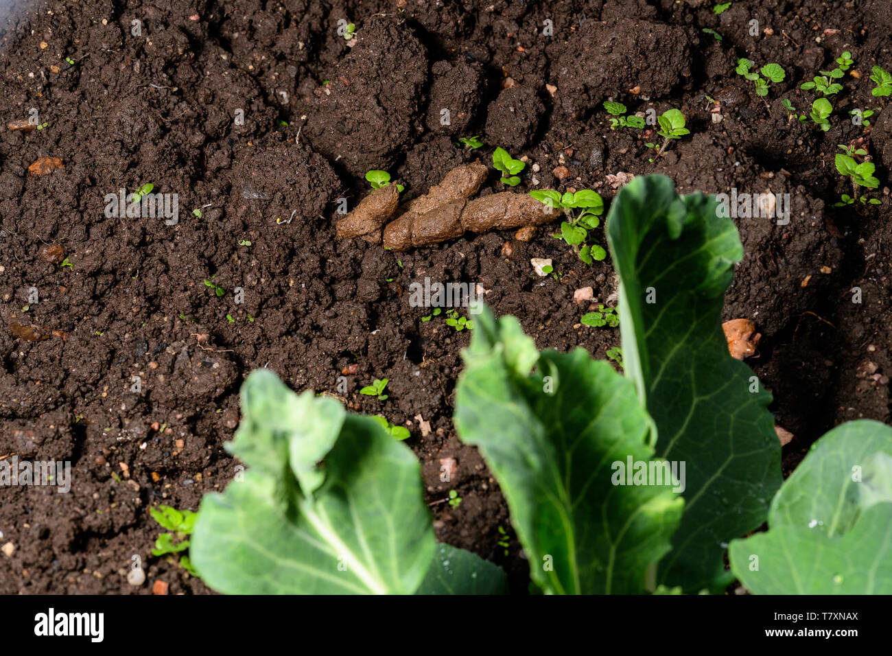 Les Excrements De Chat En Potager Presenter Des Risques Pour La Sante Photo Stock Alamy
