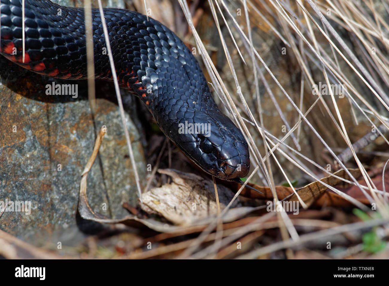 Red-bellied Black Snake - Pseudechis porphyriacus espèces de serpents élapidés indigène de l'Est de l'Australie. Banque D'Images