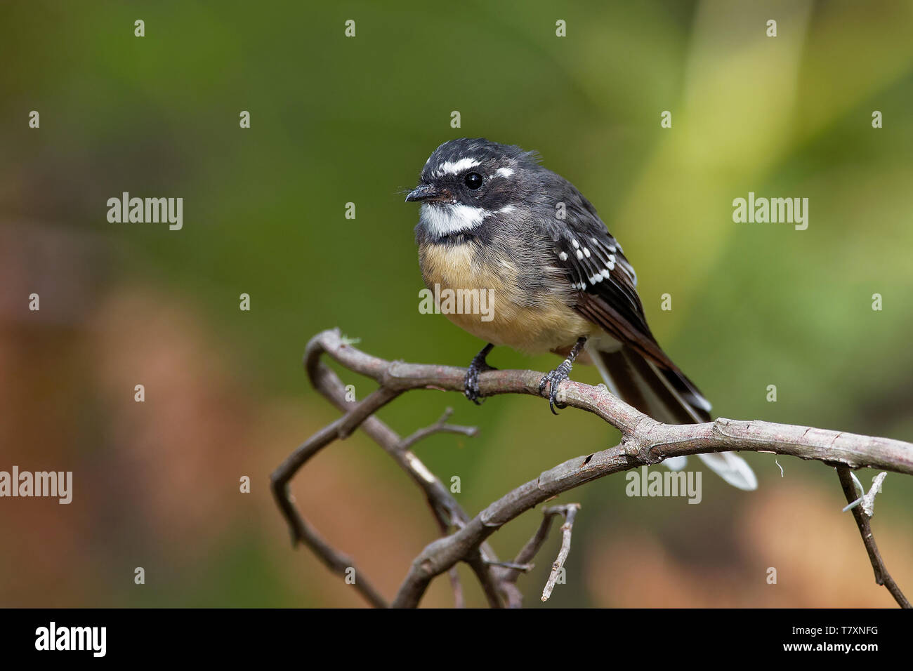Oiseau Insectivore Photos Oiseau Insectivore Images Alamy