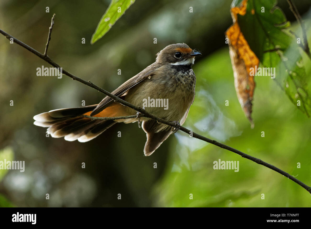 Fantail roux - Rhipidura rufifrons, Passereau, connu également comme le bruant à poitrine noire ou à front roux fantail plage arrière, l'Australie, de l'Indo Banque D'Images