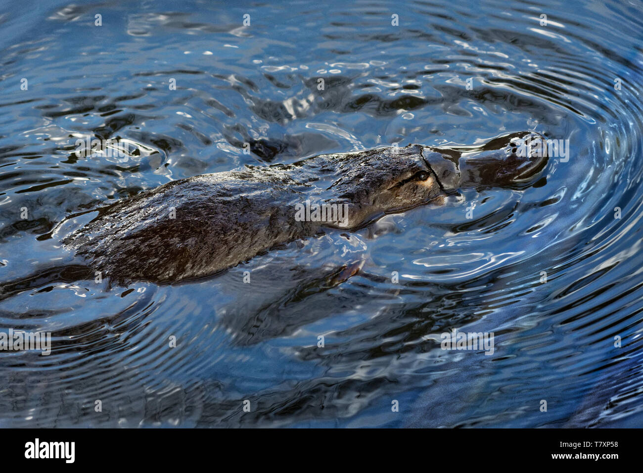 - Ornithorynque, Ornithorhynchus anatinus ornithorynque, mammifère semi-aquatique, la ponte endémique à l'Est de l'Australie, y compris en Tasmanie. Banque D'Images