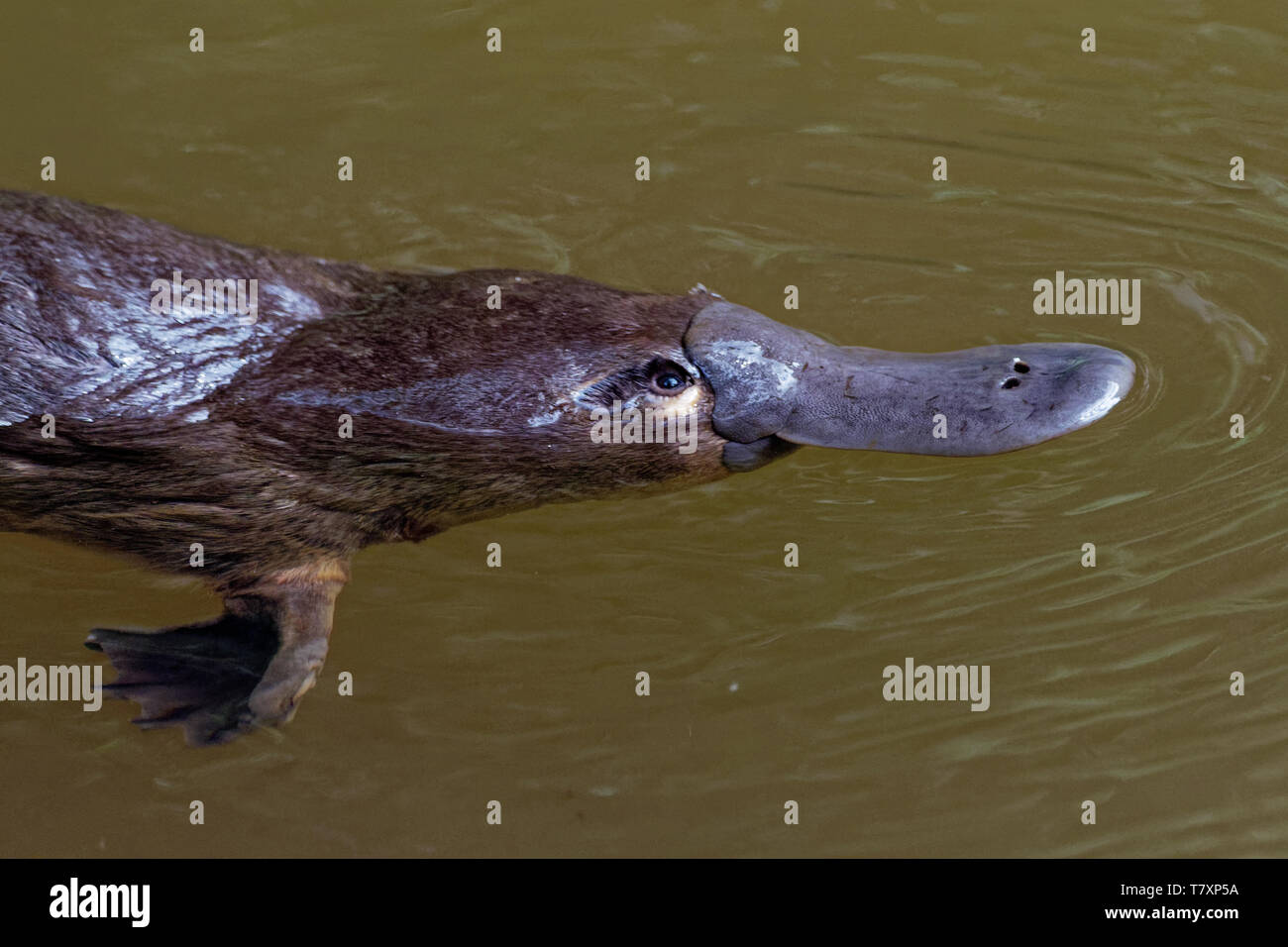 - Ornithorynque, Ornithorhynchus anatinus ornithorynque, mammifère semi-aquatique, la ponte endémique à l'Est de l'Australie, y compris en Tasmanie. Banque D'Images