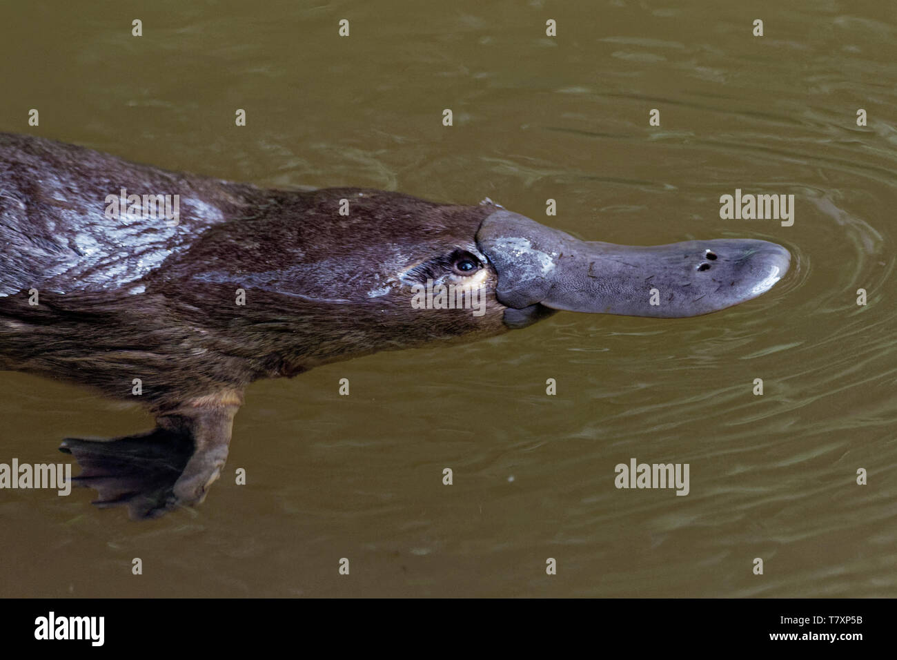  Ornithorynque Ornithorhynchus Anatinus Ornithorynque Mammif re Semi 