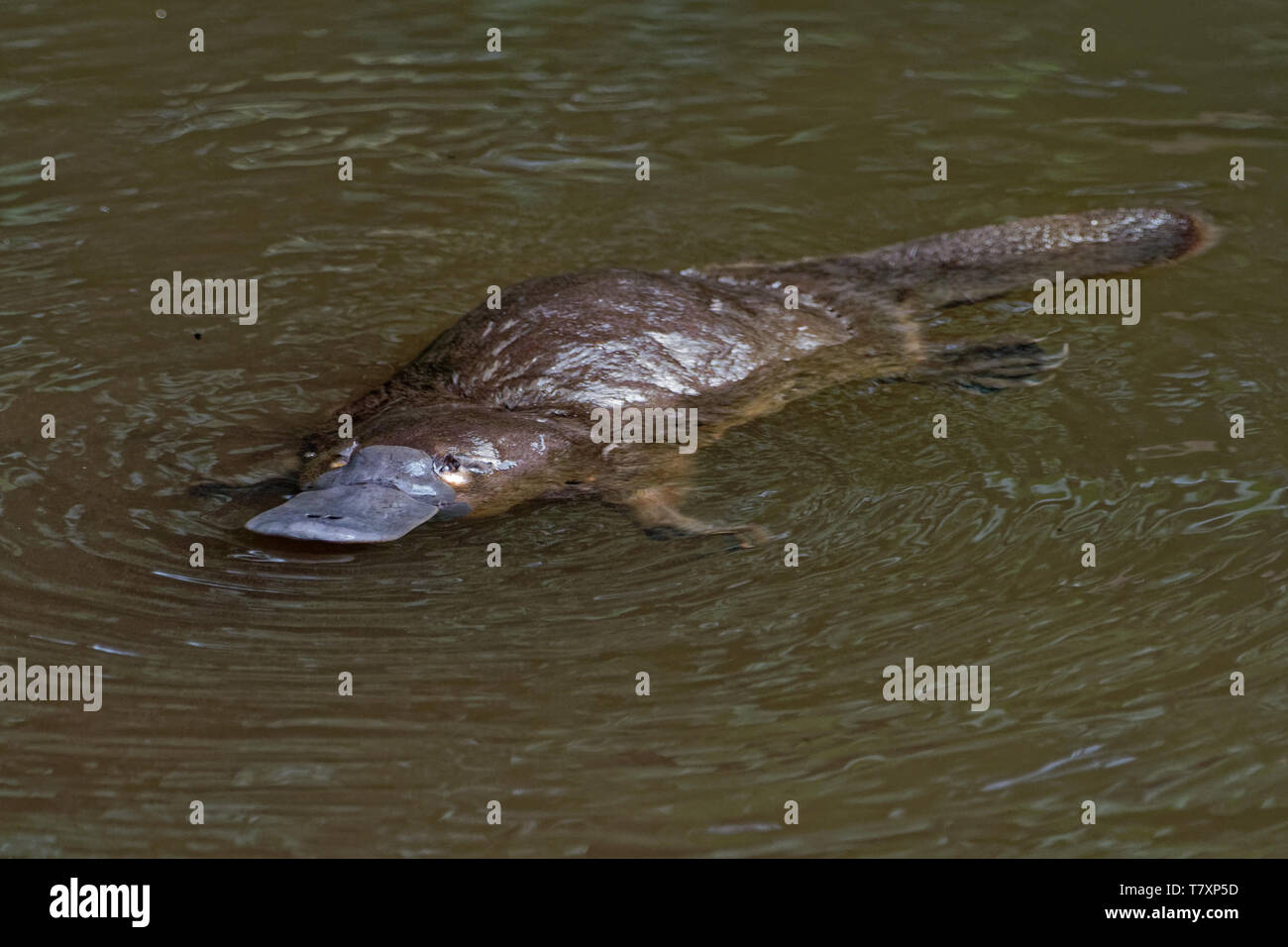 - Ornithorynque, Ornithorhynchus anatinus ornithorynque, mammifère semi-aquatique, la ponte endémique à l'Est de l'Australie, y compris en Tasmanie. Banque D'Images