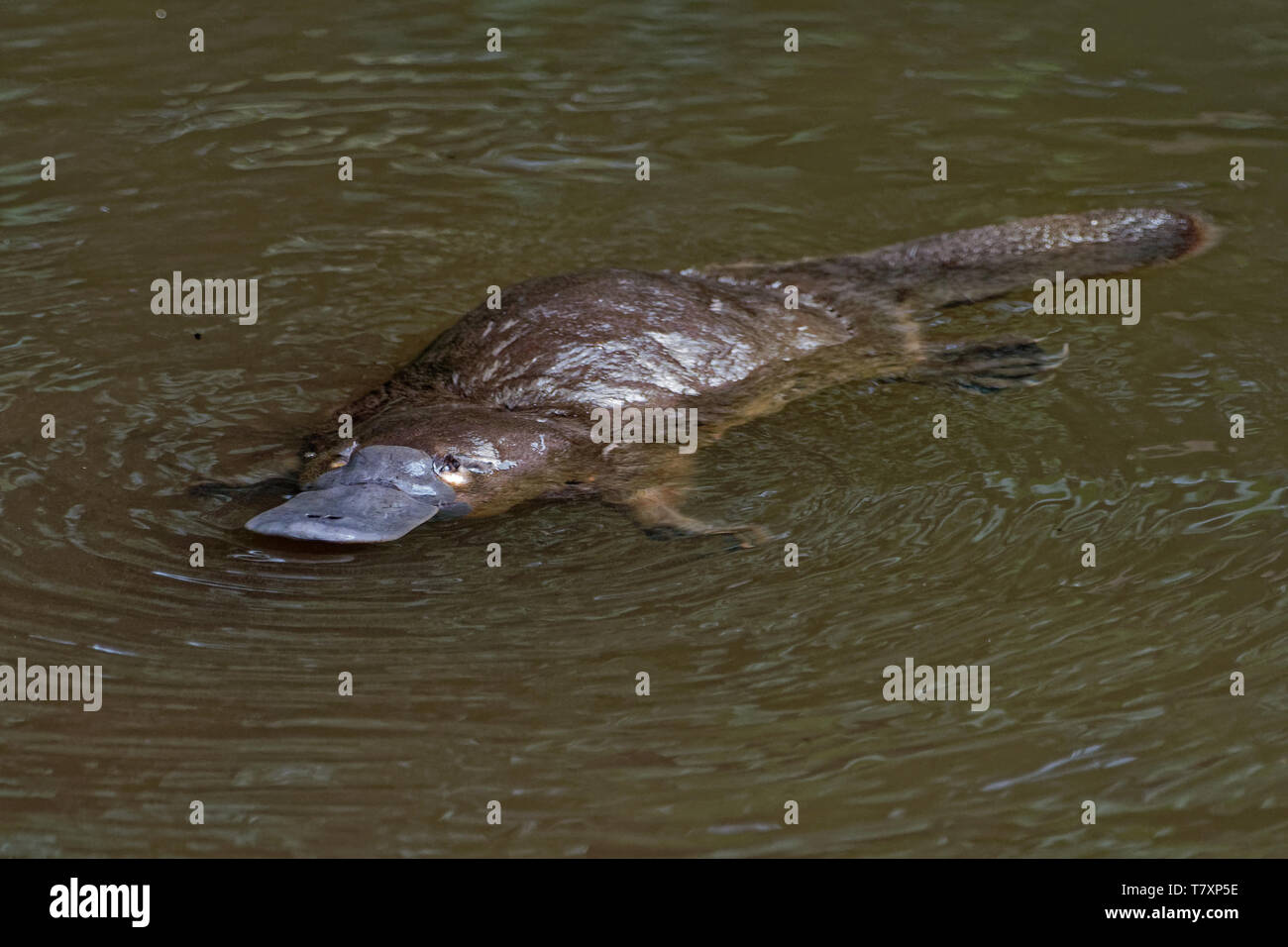- Ornithorynque, Ornithorhynchus anatinus ornithorynque, mammifère semi-aquatique, la ponte endémique à l'Est de l'Australie, y compris en Tasmanie. Banque D'Images