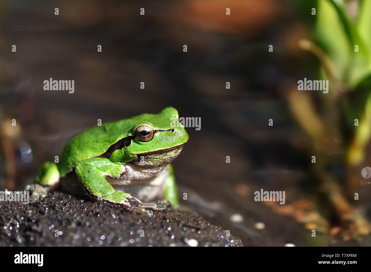 Rainette européenne - Hyla arborea dans le petit étang, chant frog Banque D'Images