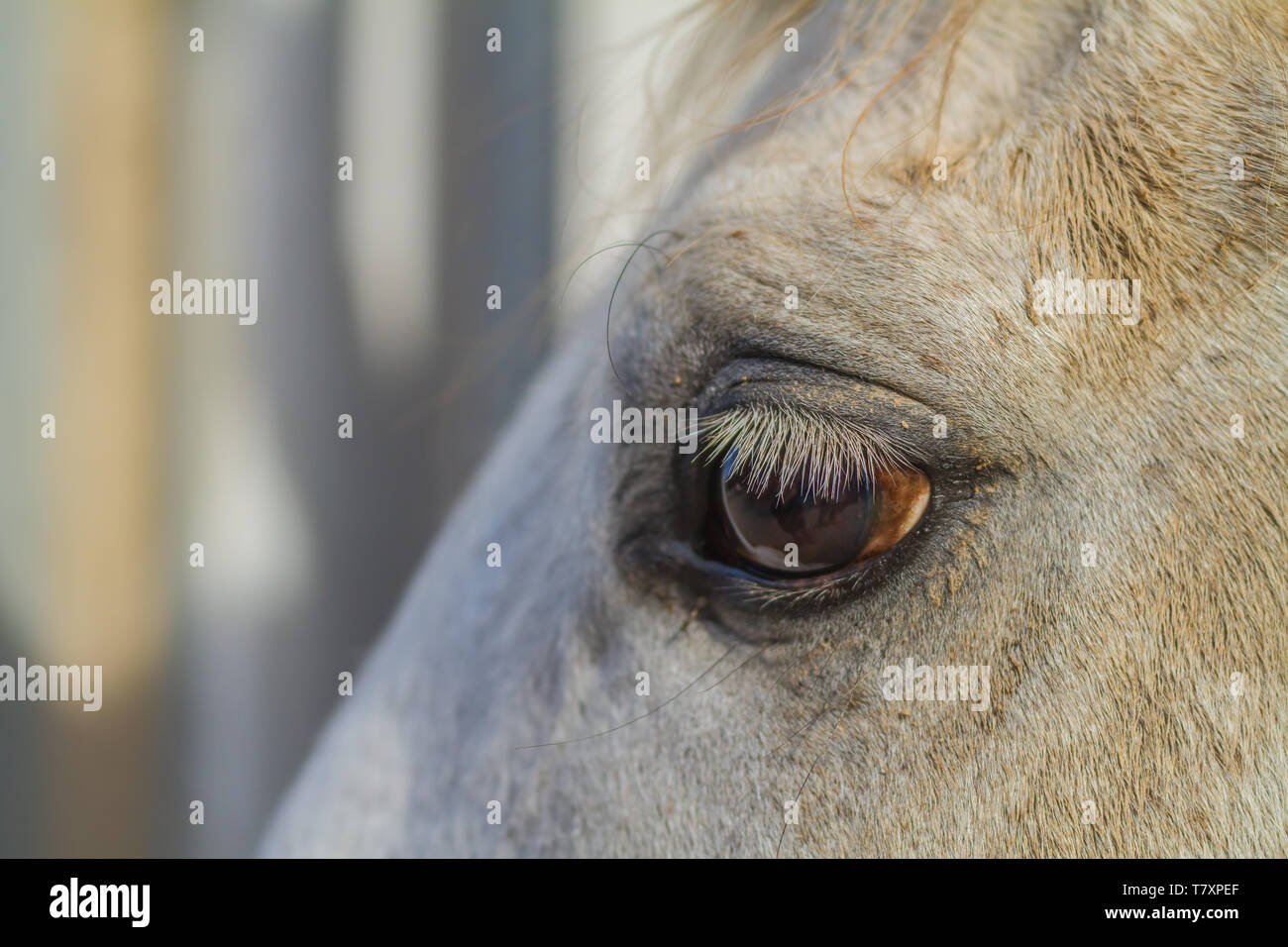 Close-up de l'œil d'un cheval Banque D'Images