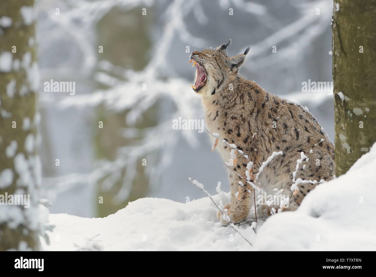 Le Lynx eurasien (Lynx lynx) en hiver, neige, arbres, hiver photo. Ouvrir la mâchoire. Banque D'Images