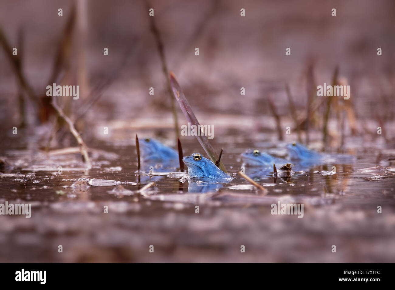 Moor Frog - Rana arvalis blue frog européenne dans le petit étang au printemps en République tchèque, en Moravie Banque D'Images