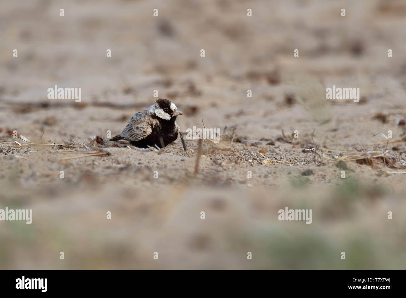 À couronne noire Sparrow-Lark Eremopterix nigriceps - dans le désert de Boa Vista, en quête de nourriture Banque D'Images