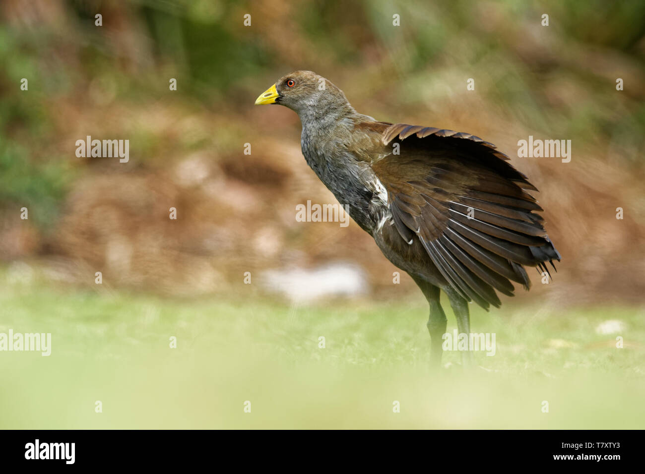 - Tribonyx nativehen mortierii Tasmanie - rail de voler et l'un des douze espèces d'oiseaux endémiques de l'île Australienne de Tasmanie, Australie Banque D'Images