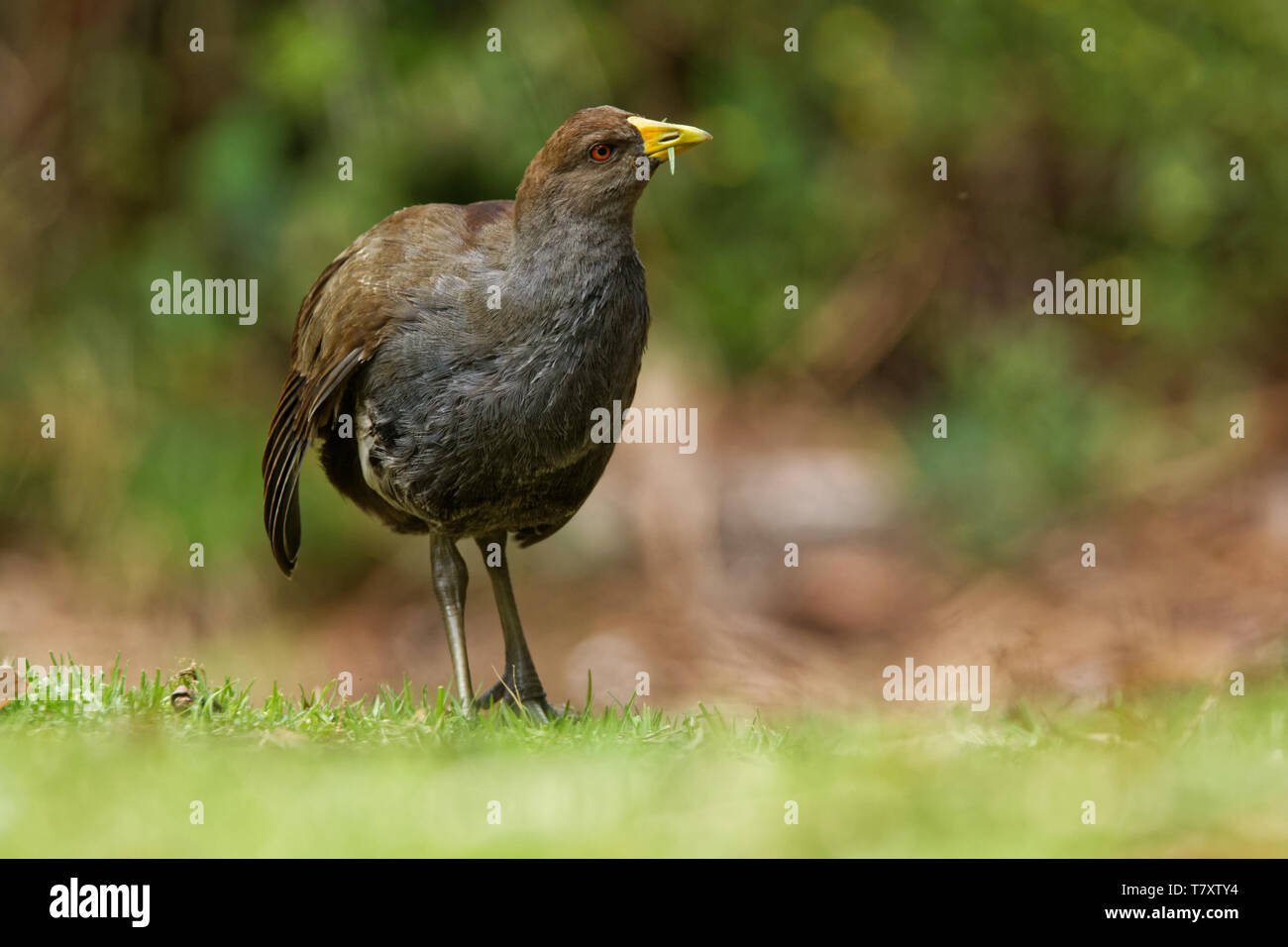 - Tribonyx nativehen mortierii Tasmanie - rail de voler et l'un des douze espèces d'oiseaux endémiques de l'île Australienne de Tasmanie, Australie Banque D'Images