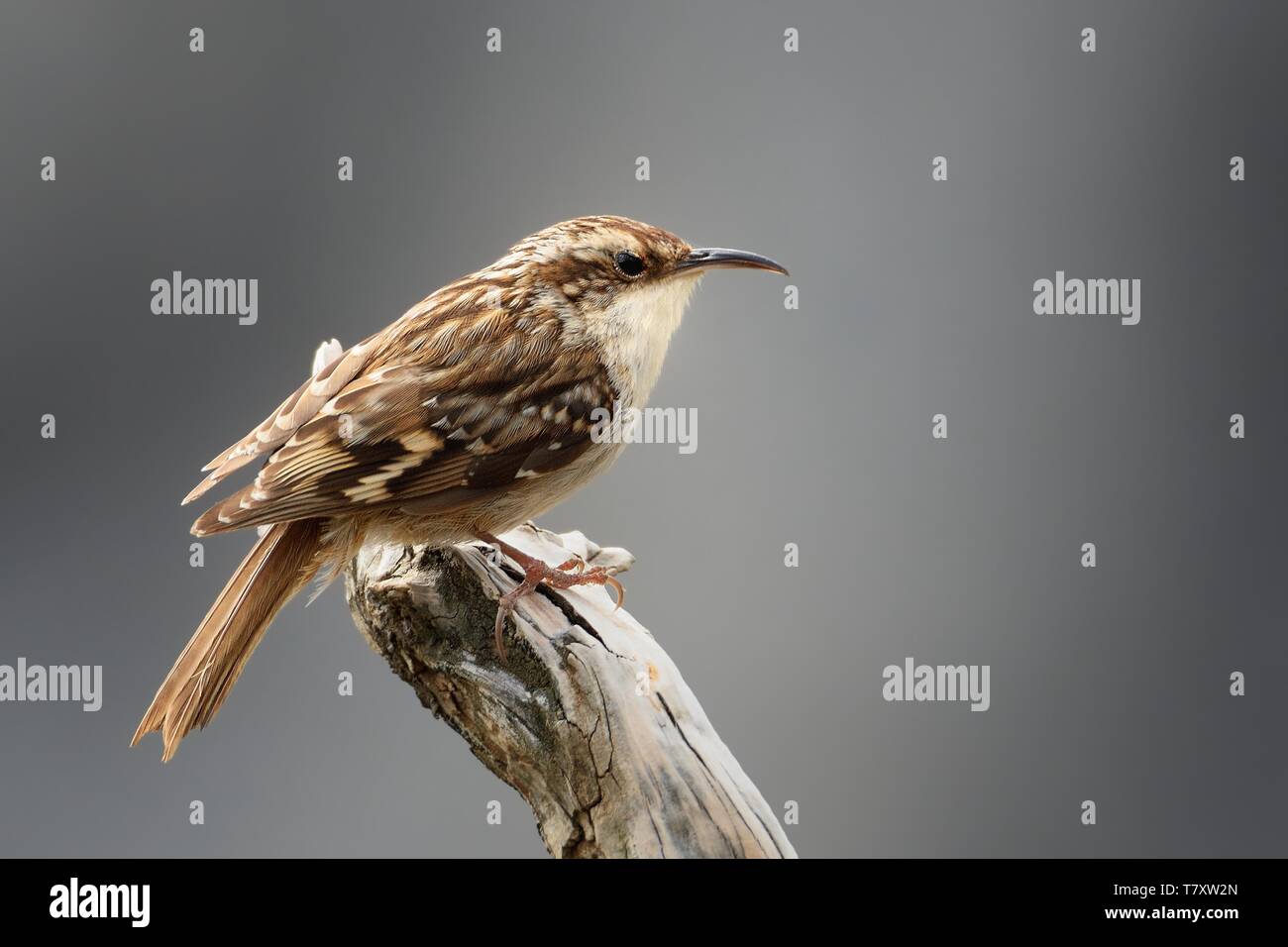 Bruant des - Certhia brachydactyla assis sur la branche Banque D'Images