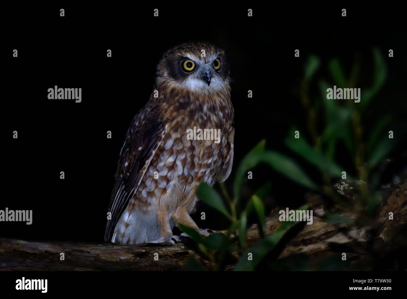 Le sud de Boobook - Ninox boobook petite chouette d'Australie dans la nuit. Banque D'Images