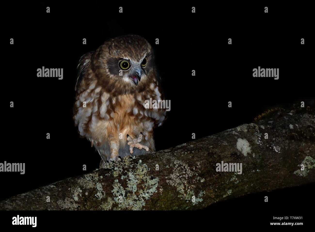 Le sud de Boobook - Ninox boobook petite chouette d'Australie dans la nuit. Banque D'Images