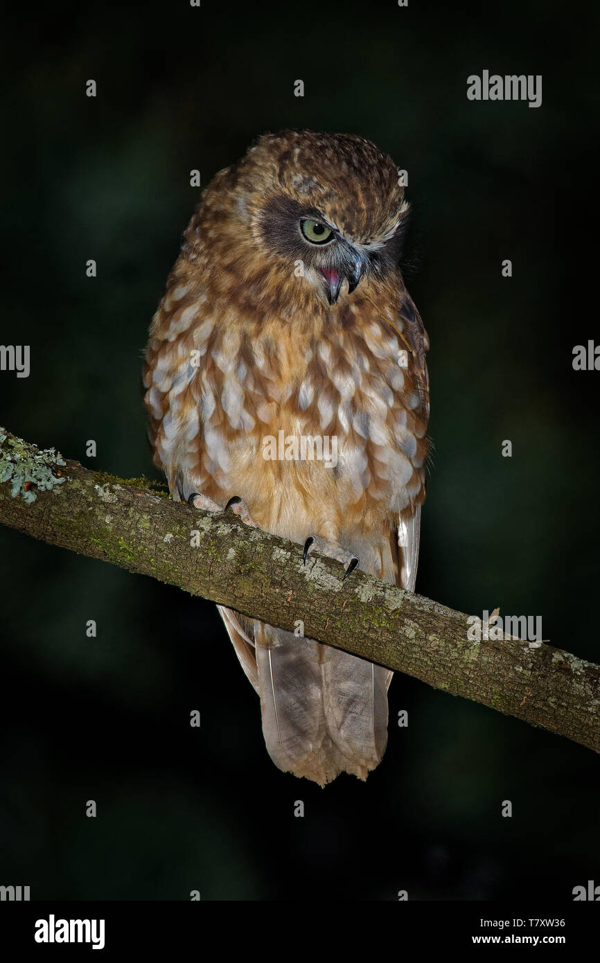 Le sud de Boobook - Ninox boobook petite chouette d'Australie dans la nuit, originaire d'Australie, Nouvelle Guinée, l'île de Timor, et l'AI Sunda Banque D'Images