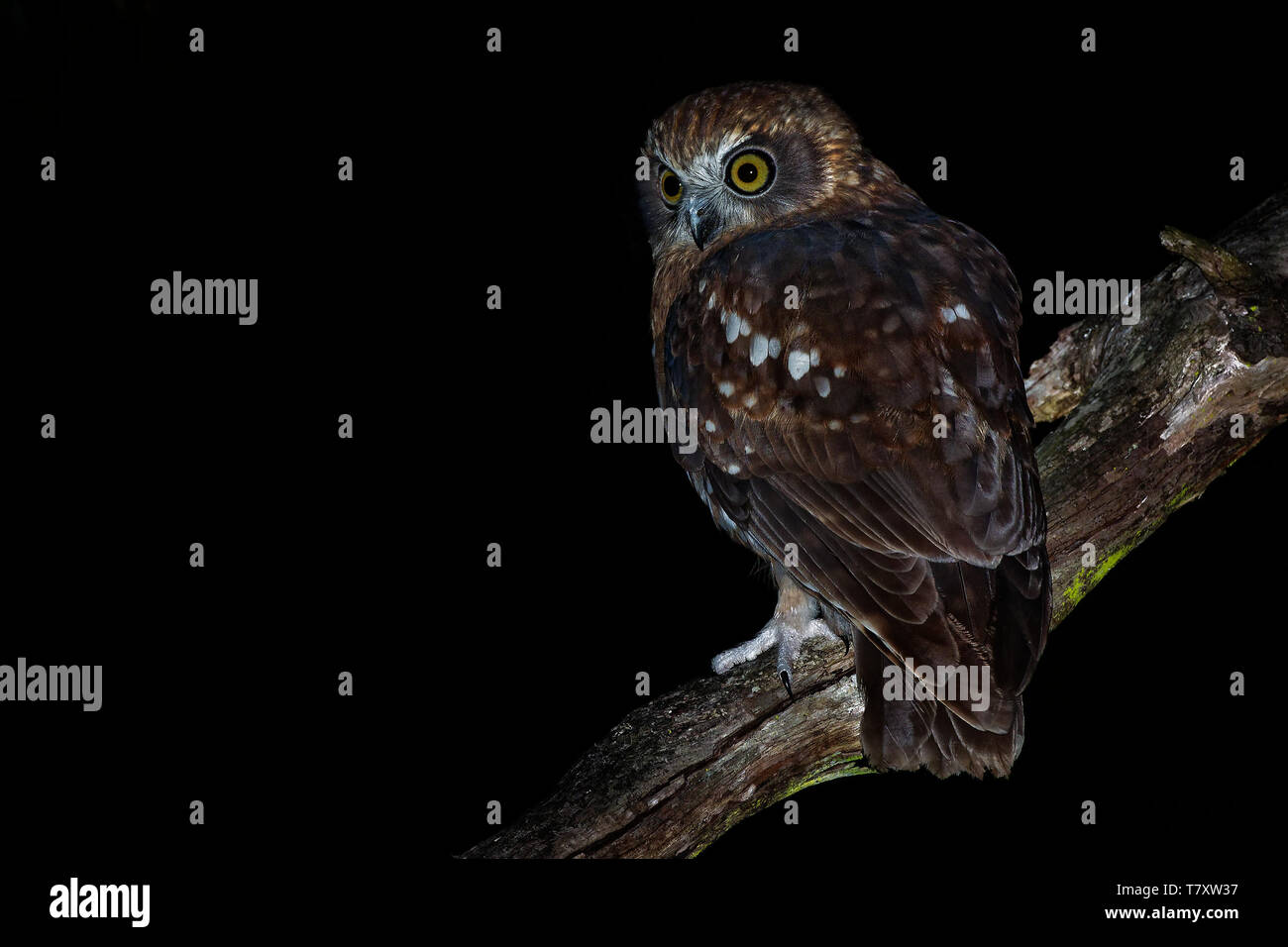 Ninox boobook - Sud Boobook owl australienne dans la nuit Banque D'Images