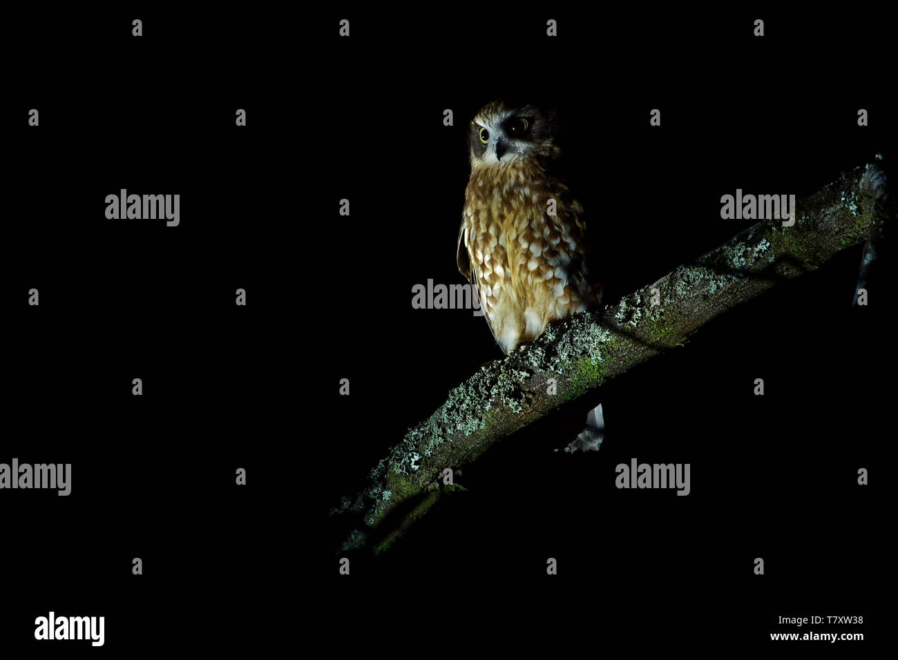 Le sud de Boobook - Ninox boobook petite chouette d'Australie dans la nuit, originaire d'Australie, Nouvelle Guinée, l'île de Timor, et l'AI Sunda Banque D'Images