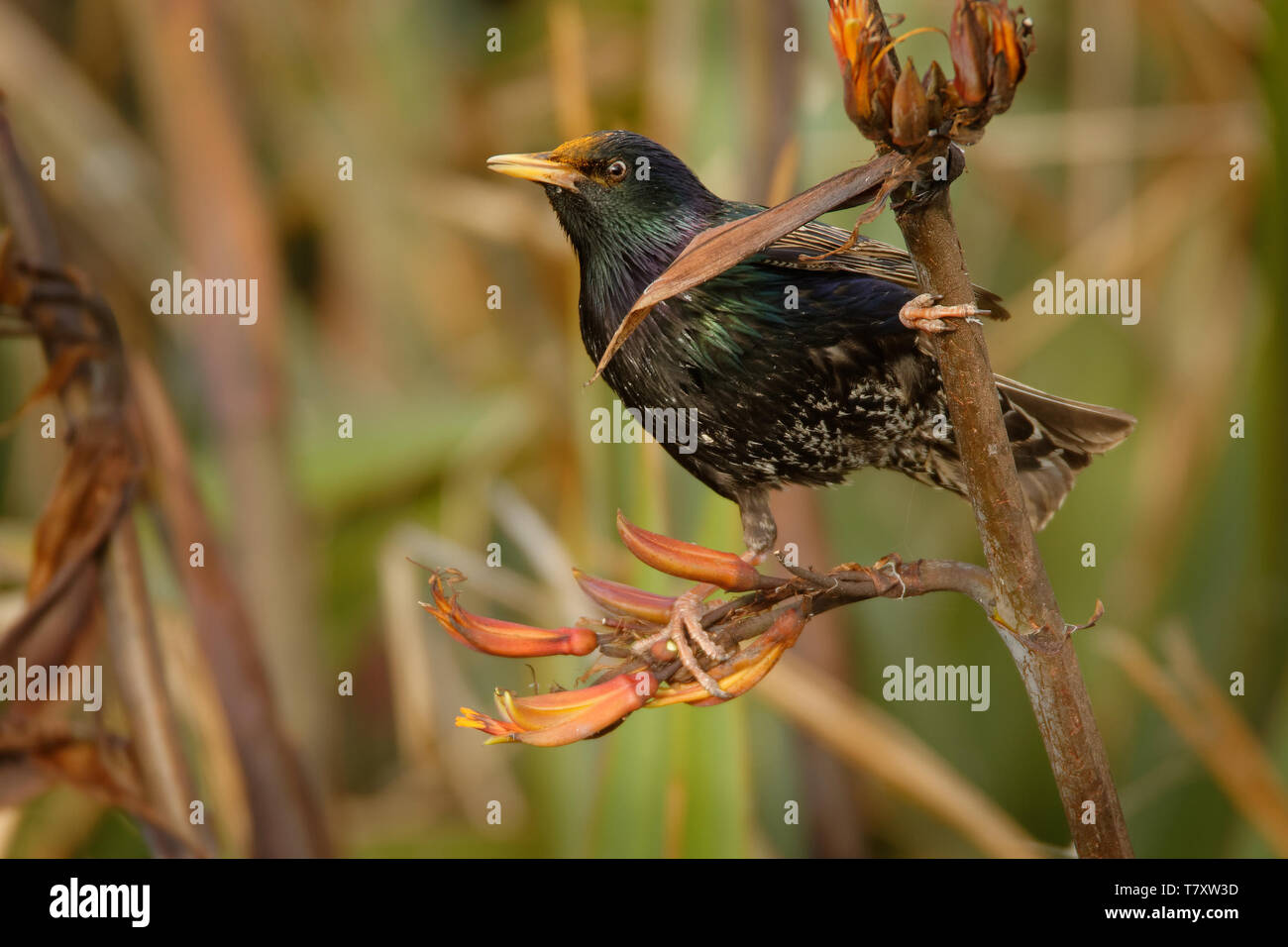 Étourneau sansonnet - Sturnus vulgaris la pollinisation des fleurs de l'Australie. Oiseaux européens introduits en Australie, Nouvelle-Zélande, Amérique du Sud, de l'Amer Banque D'Images