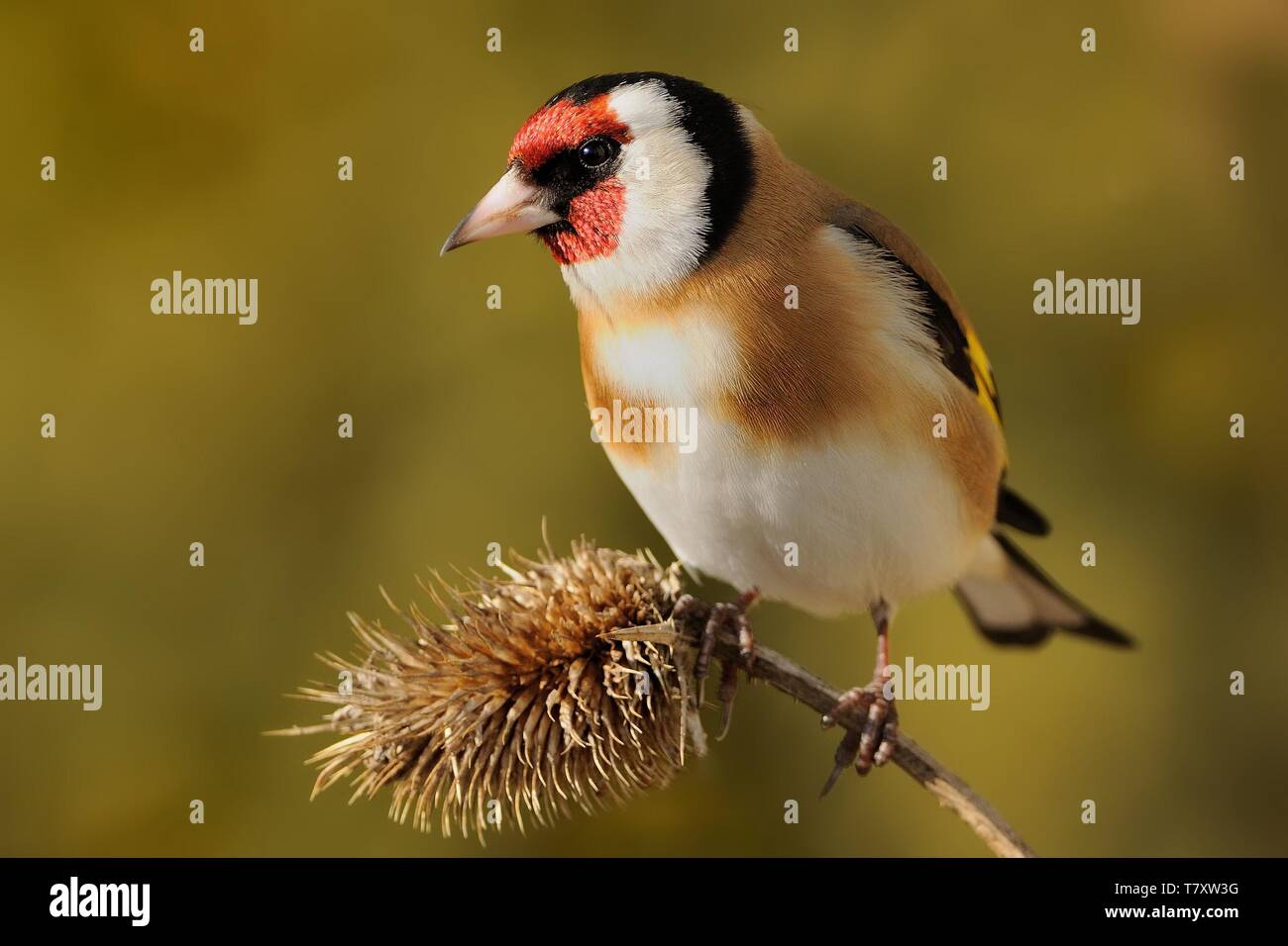 Chardonneret élégant (Carduelis carduelis) assis sur la branche, isolée du contexte Banque D'Images