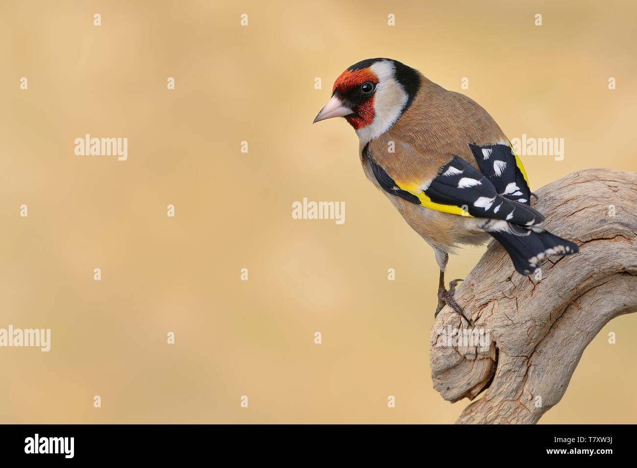 Chardonneret élégant (Carduelis carduelis) assis sur la branche, isolée du contexte Banque D'Images