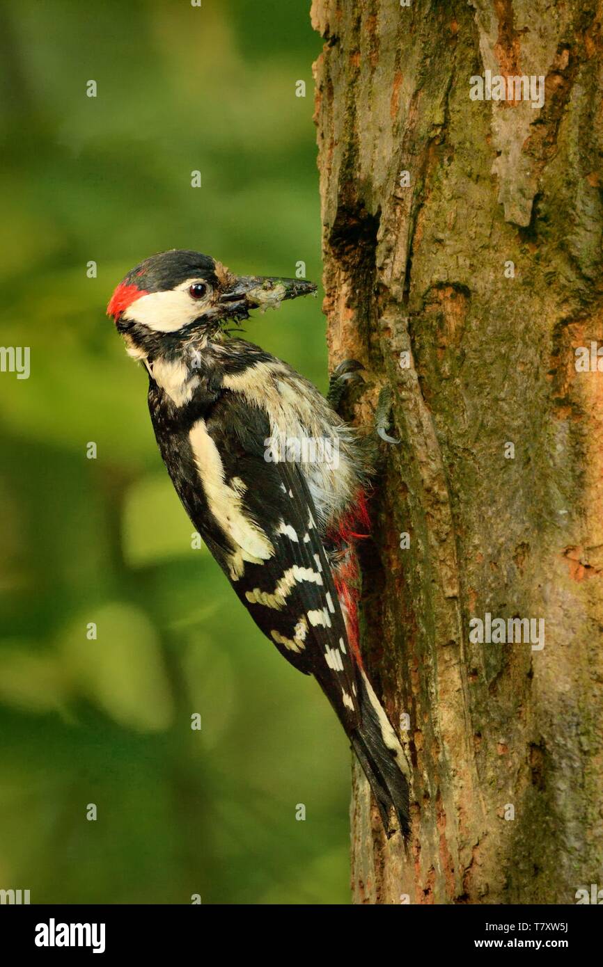 Dentrocopus Pic (majeur) nourrir le petit. C'est à pic nichent dans la forêt. Banque D'Images