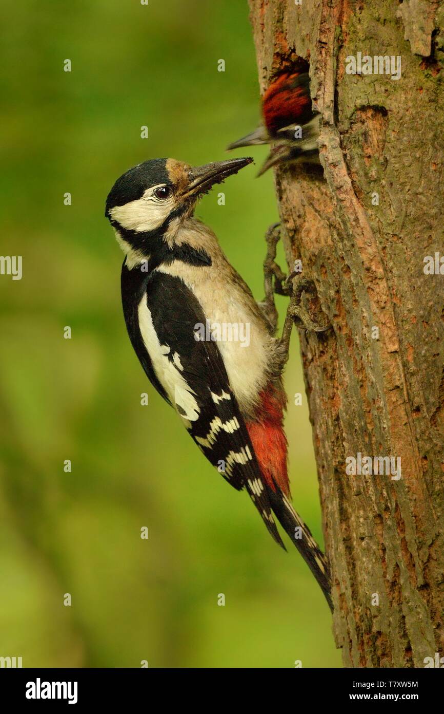 Dentrocopus Pic (majeur) nourrir le petit. C'est à pic nichent dans la forêt. Banque D'Images