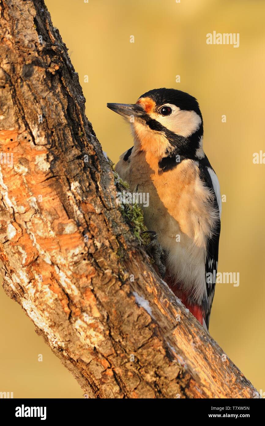 Dentrocopus Pic (majeur) nourrir le petit. C'est à pic nichent dans la forêt. Banque D'Images