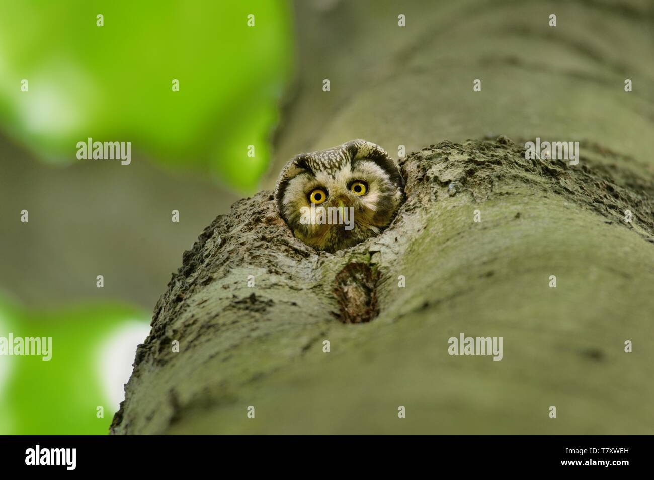Nyctale de Tengmalm Aegolius funereus - à partir de la cavité dans le hêtre. Banque D'Images