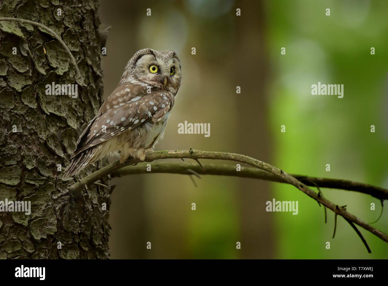- Tengmalm Aegolius funereus assis sur la branche dans la forêt en République tchèque. L'Europe Banque D'Images