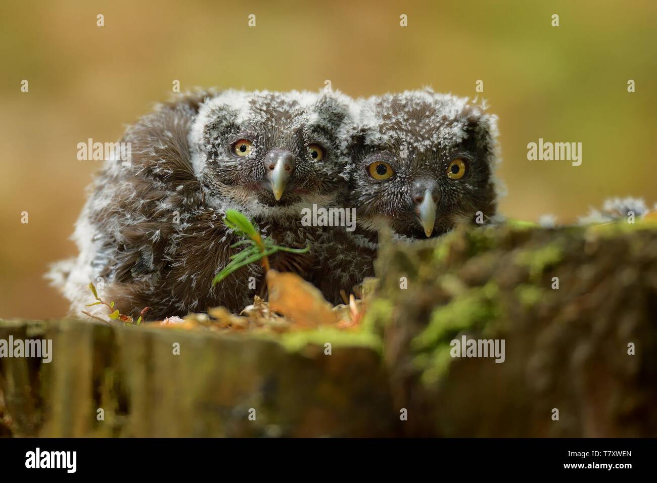 - Tengmalm Aegolius funereus - nichée (jeunes oiseaux). Banque D'Images