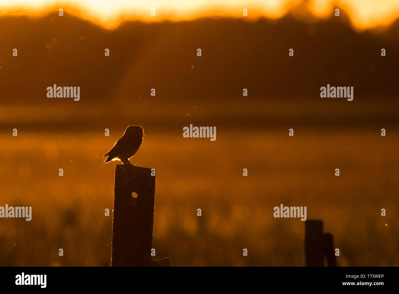Chouette chevêche (Athene noctua) perché sur un pâle en rétro-éclairage. Banque D'Images