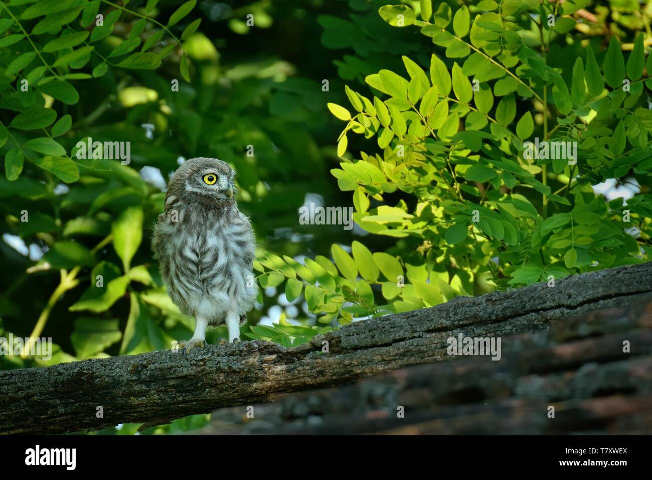 Le jeune petit hiboux (Athene noctula) perché sur un toit d'une grange avec des feuilles vertes dans l'arrière-plan. Banque D'Images