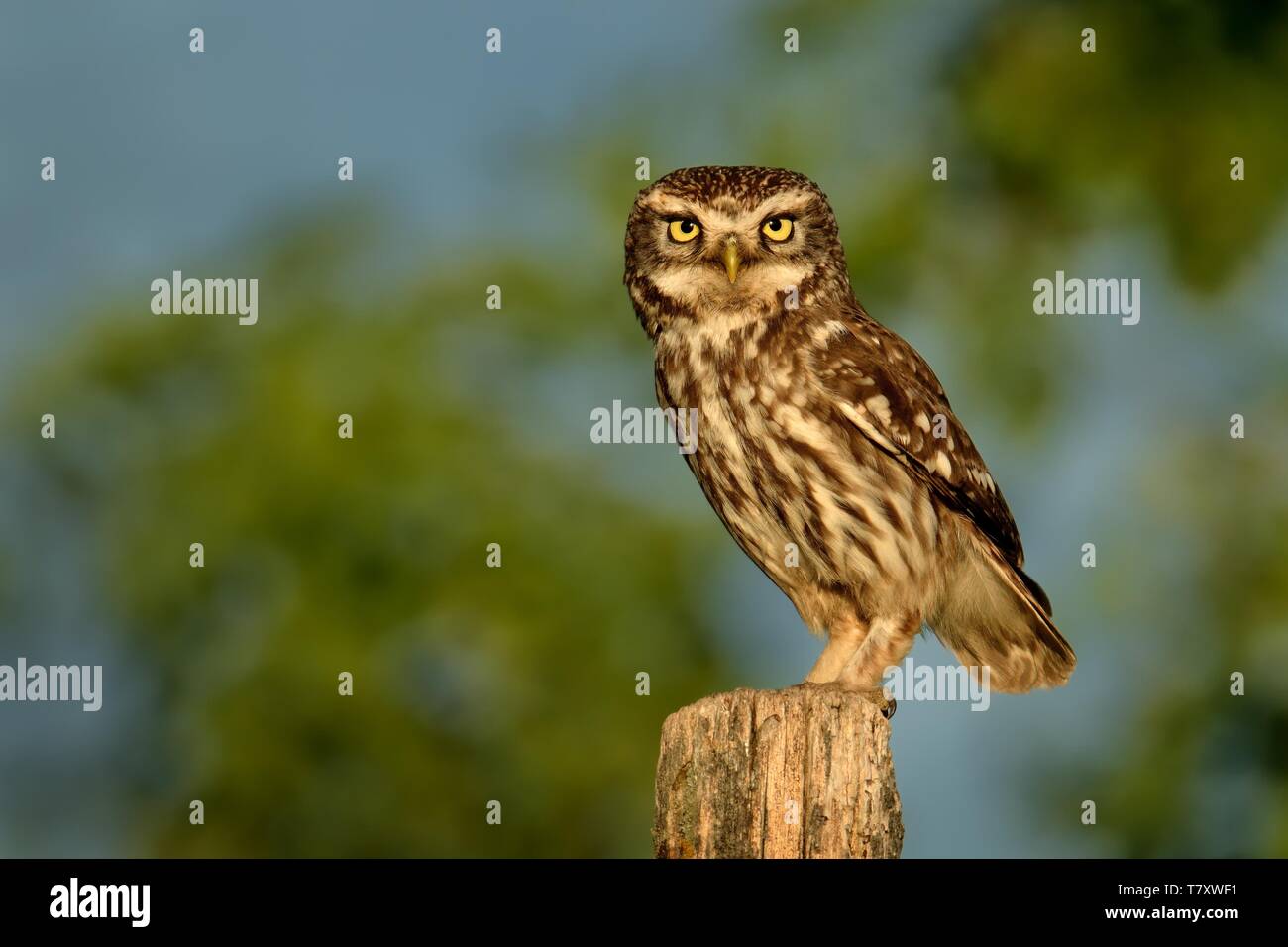 Chouette chevêche (Athene noctula) perché sur un pâle portrait éclairé de soleil du soir. Banque D'Images