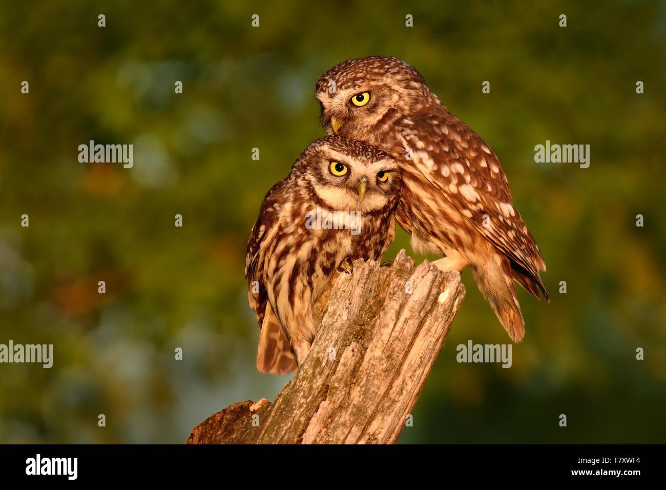 Paire de Petits Câlins Owls (Athene noctula) perché sur un pâle portrait éclairé de soleil du soir. Banque D'Images