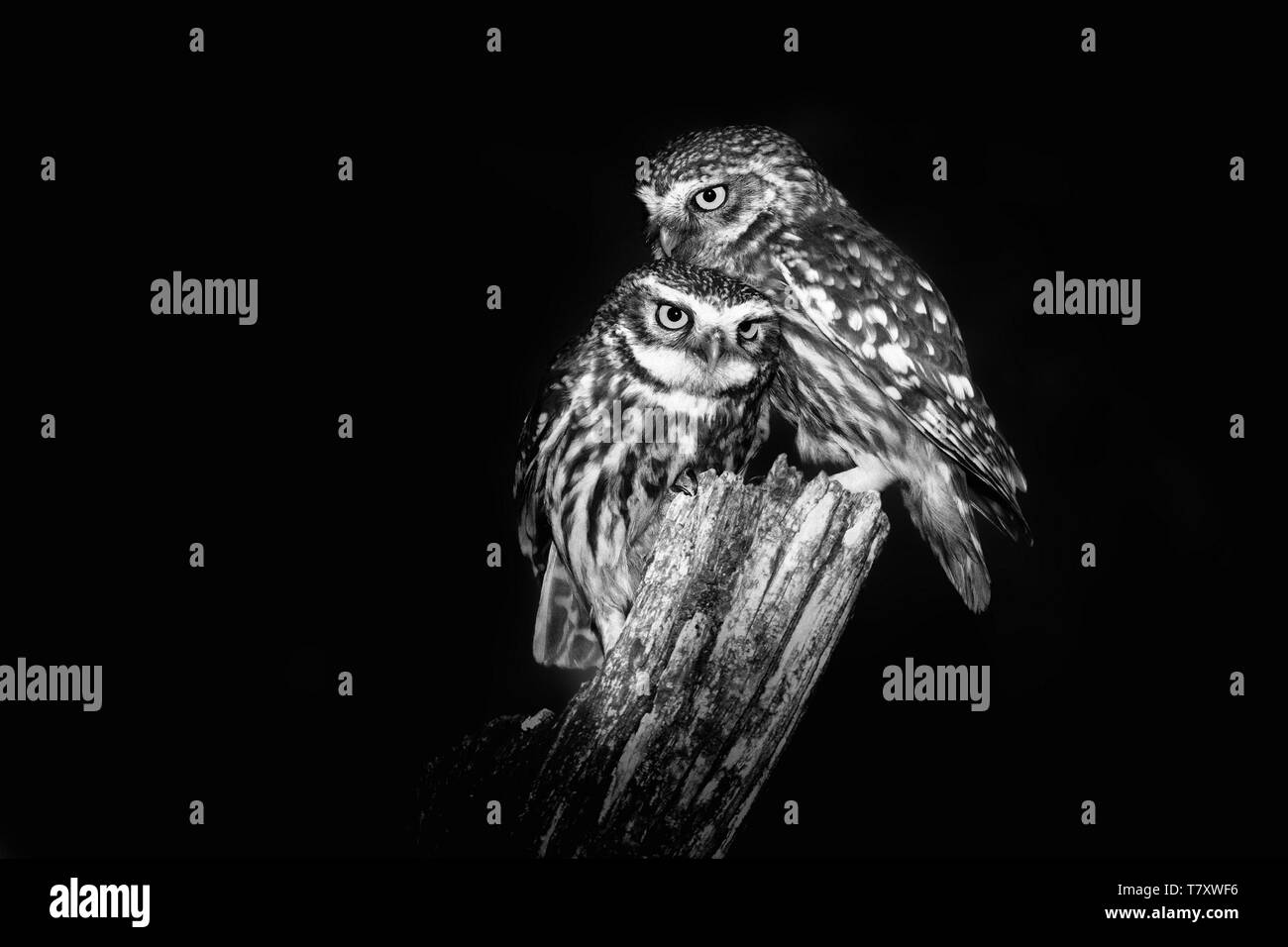 Paire de Petits Câlins Owls (Athene noctula) perché sur un pâle capturé près de dormir la nuit. Photo noir et blanc. Banque D'Images