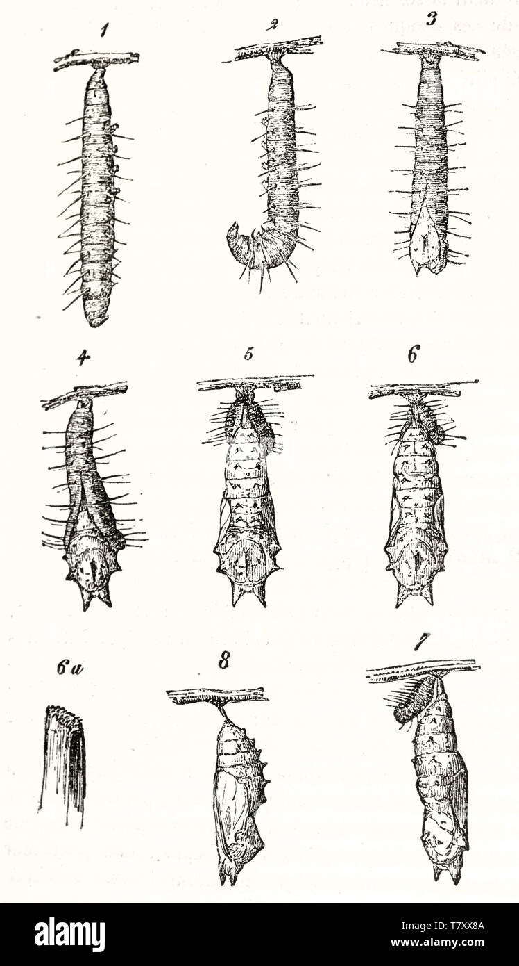 Vieille illustration montrant les différentes étapes de la métamorphose de Caterpillar. Chaque élément est isolé sur fond blanc. Auteur non identifié par l'éditeur sur le Magasin pittoresque Paris 1848 Banque D'Images