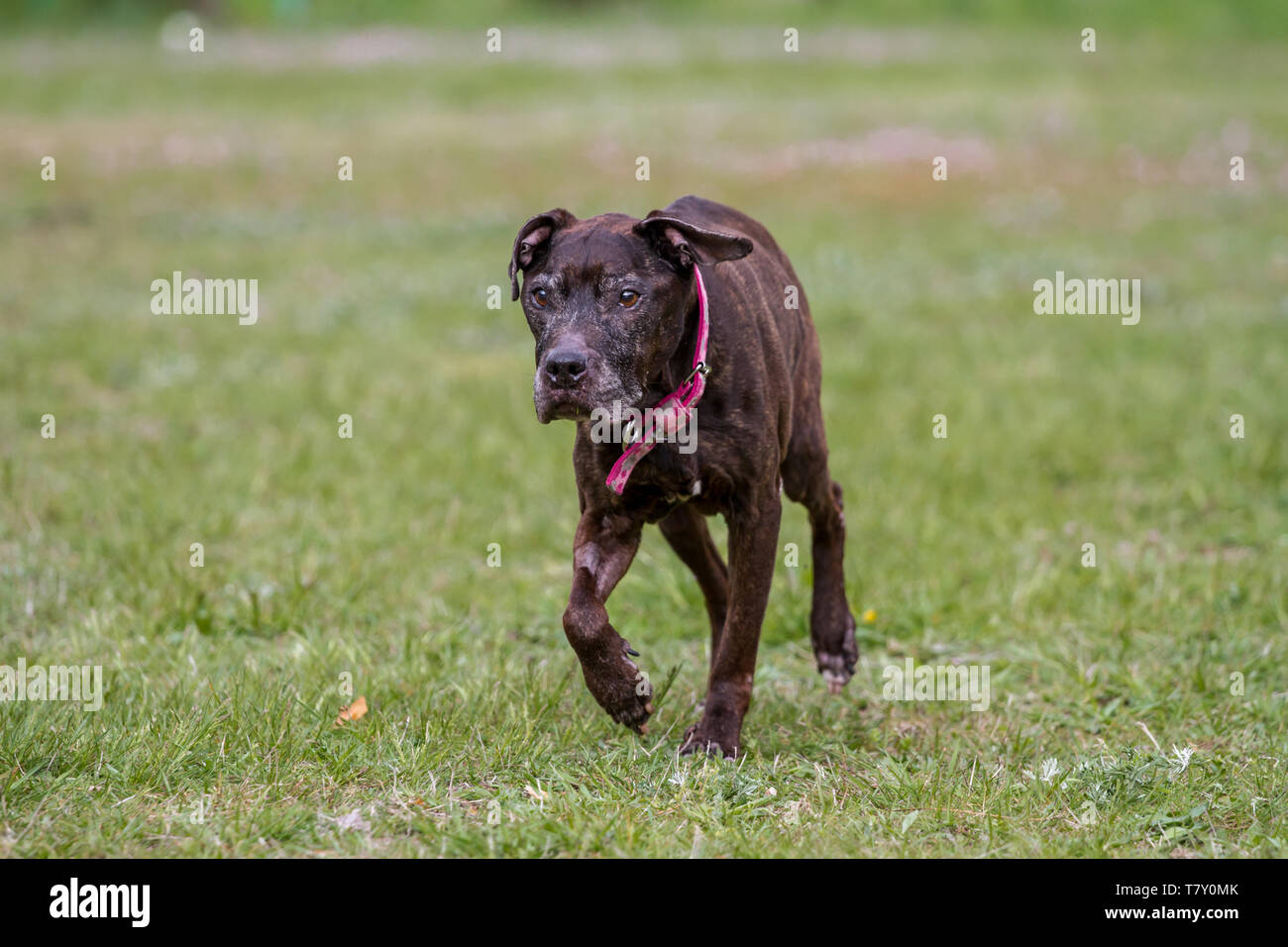 Brindle ancien American Pit Bull Terrier femelle Banque D'Images