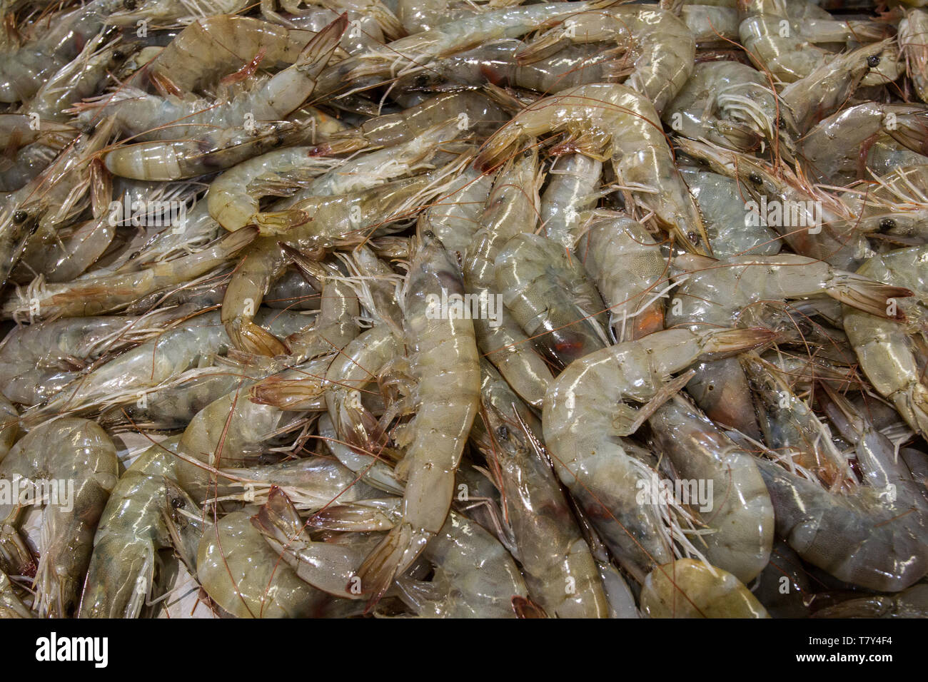 Le marché aux poissons de Billingsgate Banque D'Images