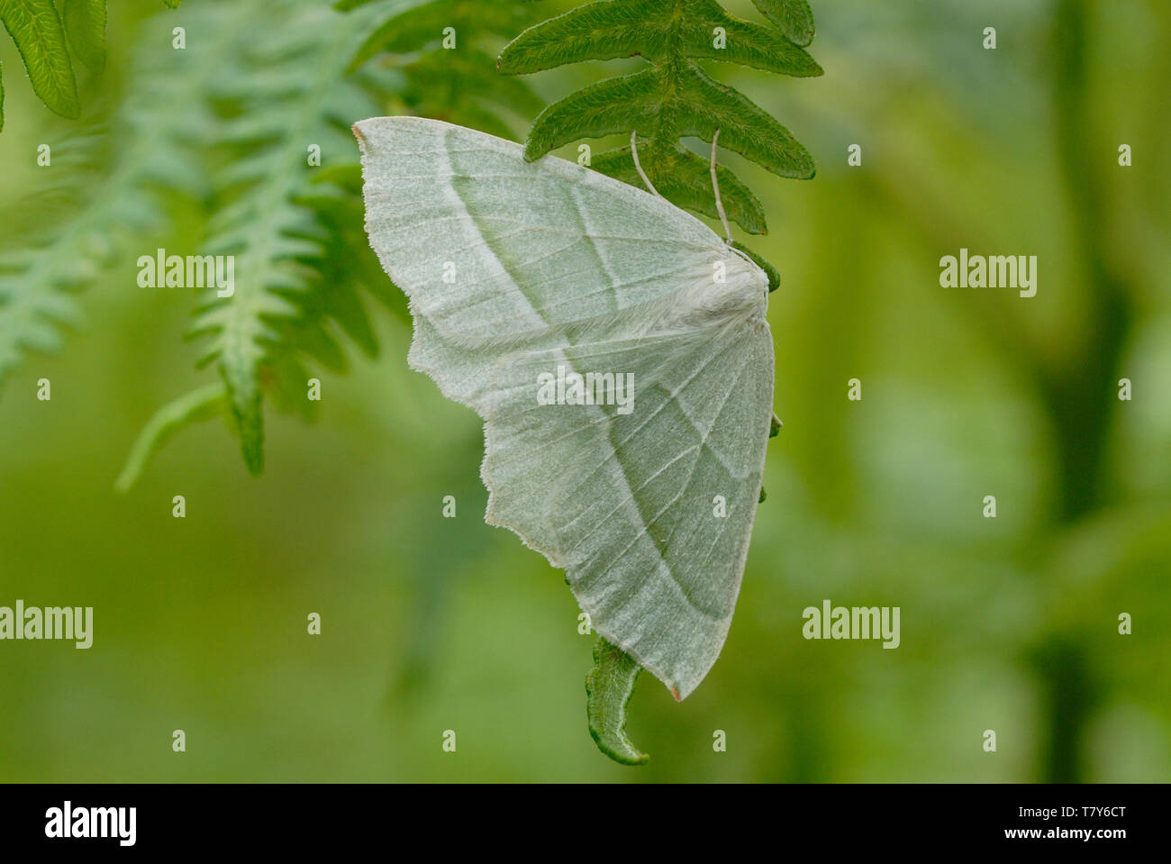 Light Emerald (Campaea margaritata) reposant sur une fronde de fougère dans le sud du Pays de Galles Banque D'Images