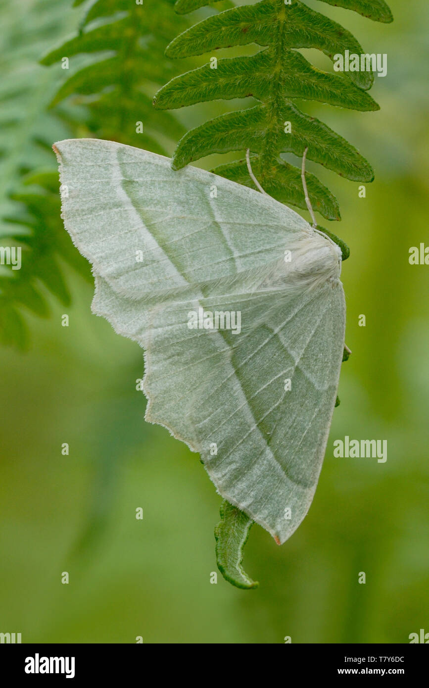 Light Emerald (Campaea margaritata) reposant sur une fronde de fougère dans le sud du Pays de Galles Banque D'Images