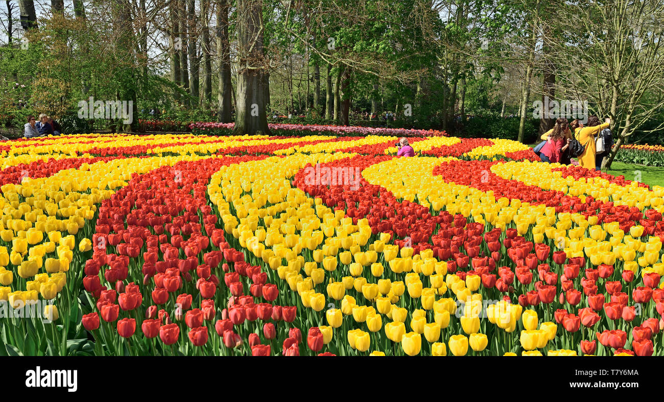 Photographié dans le jardin de tulipes dans les bois dans le Keukenhof, Pays-Bas, avril 2019 tulipes plantées à forte densité de couleur différentes voies de fleurs - formulaire Banque D'Images