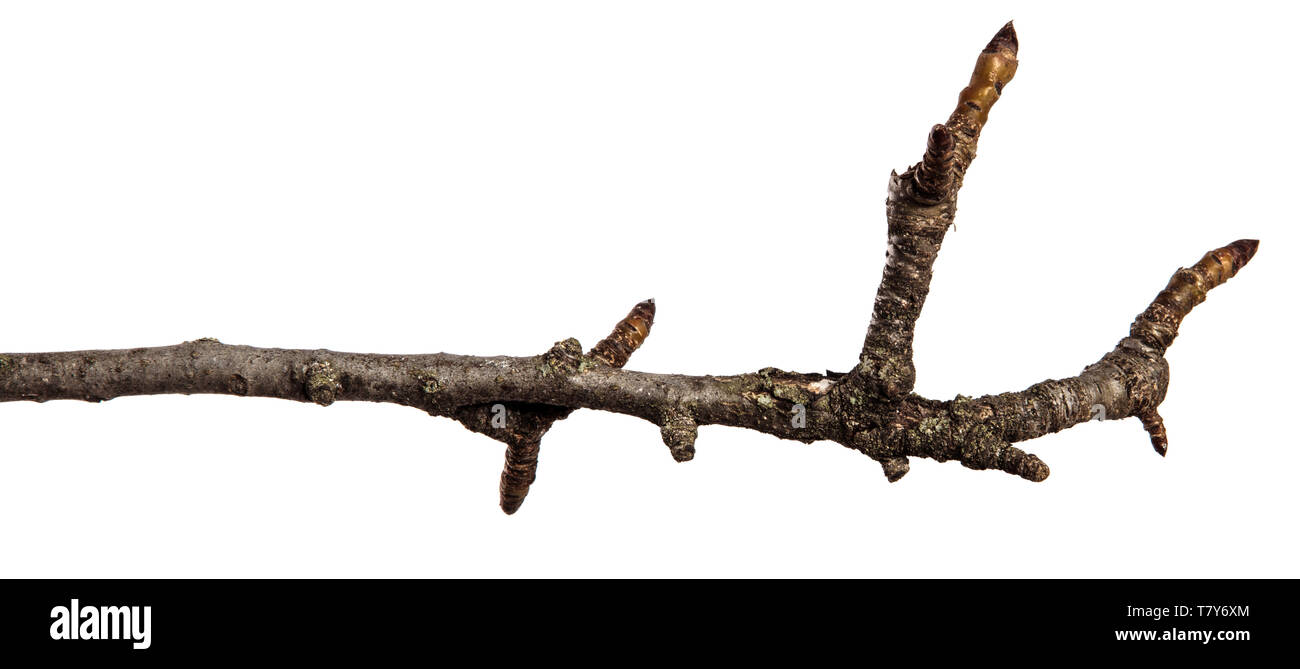 12.2005 sec pear tree branch. isolated on white Banque D'Images