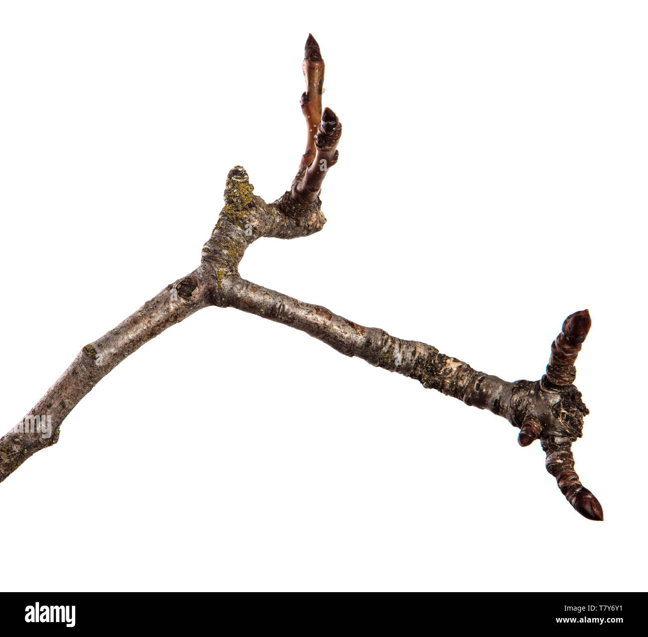 12.2005 sec pear tree branch. isolated on white Banque D'Images