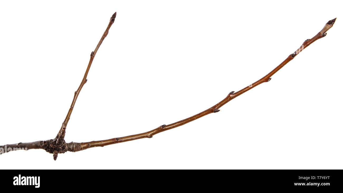 12.2005 sec pear tree branch. isolated on white Banque D'Images